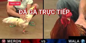 Đá Gà Trực Tiếp RR88 - Tham Gia Đấu Trường Đầy Kịch Tính